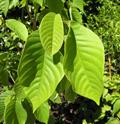 Annona cherimola